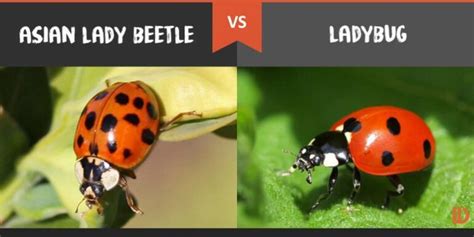asian beetles vs ladybugs get rid of them naturally