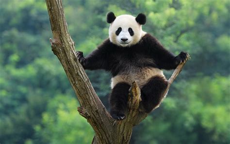 Download Wallpapers Panda On The Tree Cute Animals Panda China