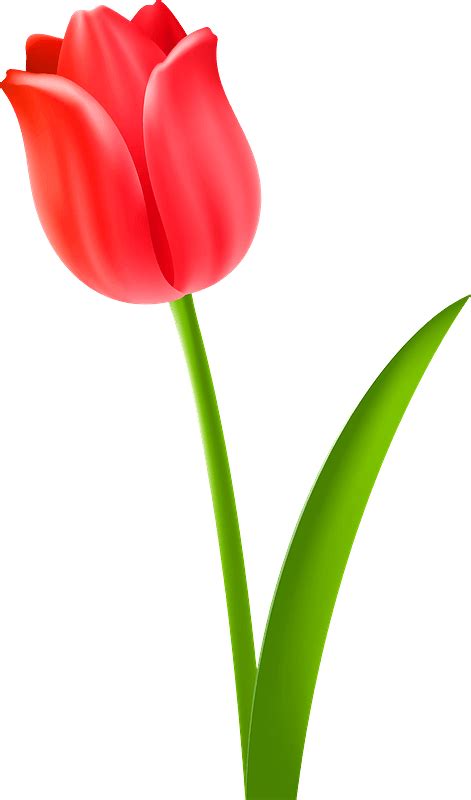 Red Tulip On The Stem Clipart Free Download Transparent Png Creazilla