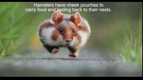 10 Hamster Facts Youtube