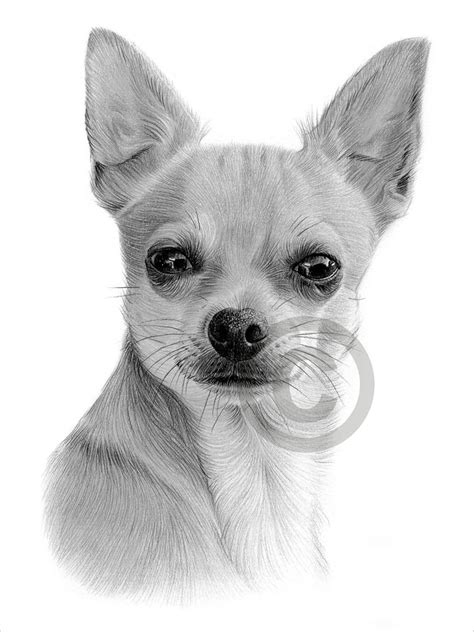 Digital Download Pencil Drawing Of A Chihuahua Toy Dog Breed Artwork By