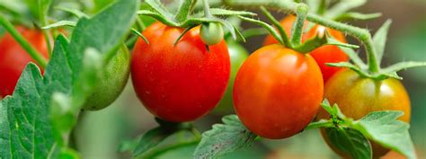 Hybrid Tomatoes Varieties California Summerwinds