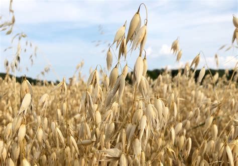 StatCan Expected To Raise Estimate For Oats Production AGCanada AGCanada