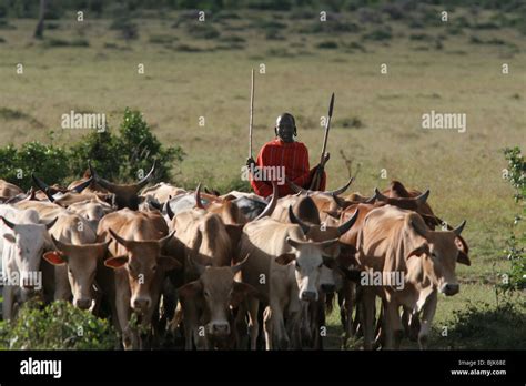 Masai Cattle Herder Kenya Stock Photo Alamy