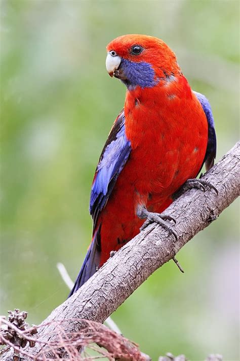 Parrot Encyclopedia Crimson Rosella World Parrot Trust