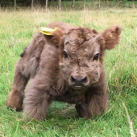 Miniature Cow Cows Cattle Prairie Farm Calf Cute Baby Cow