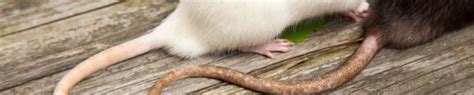 At fenn termite + pest control, inc., our skilled team will inspect and analyze your situation, determining the best solution pest control services are part of life in orange county. Pest Control Services | West Orange, NJ | KRB Pest Control