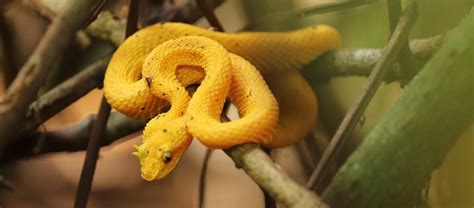 The Beautiful Quick And Deadly Eyelash Viper Critter Science