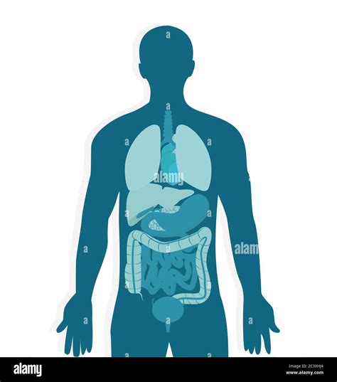 Human Body Anatomy Vector Image Of Male Internal Organs In Blue Colors