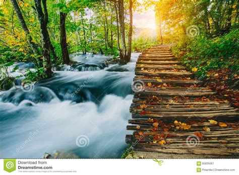 Deep Forest Stream With Crystal Clear Water With Wooden Pahway