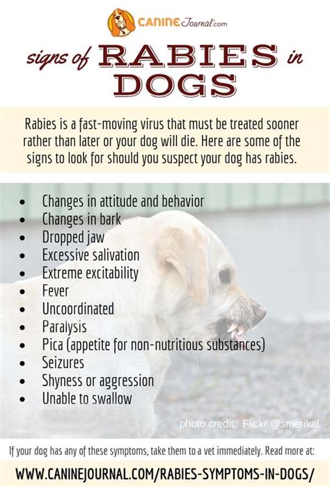 Rabies Symptoms In Dogs Signs Its Time To See A Vet