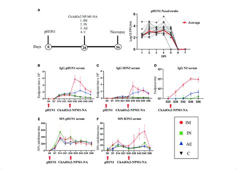 Experimental Design Viral Load And Systemic Antibody Responses A