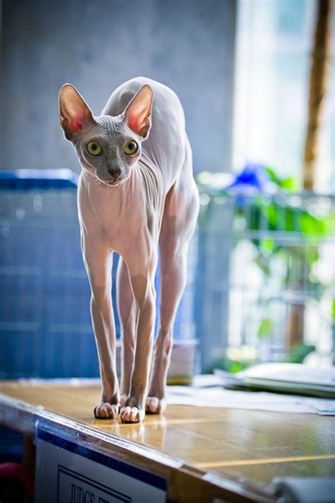 1000 Images About X Sphynx Cats On Pinterest Aliens Portrait And