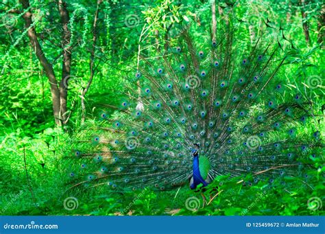 Peacock Pictures In Rain