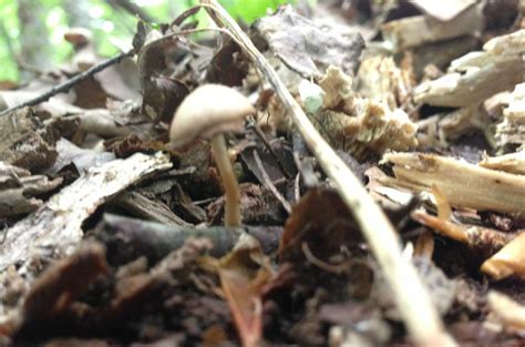 Northern Va Mushroom Id Mushroom Hunting And Identification