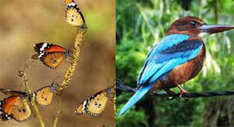 Visitsrilanka Endemic Birds Of Sri Lanka