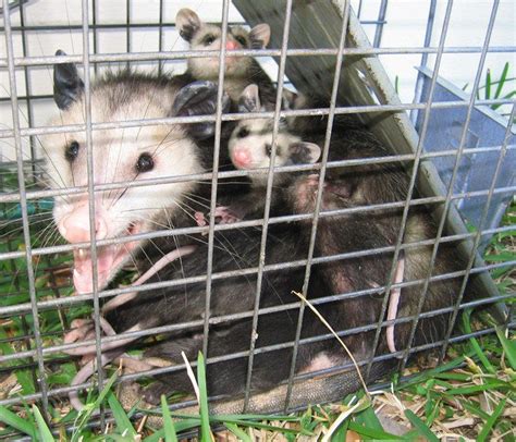 How To Get Rid Of Possums In The Roof Home Interior Design