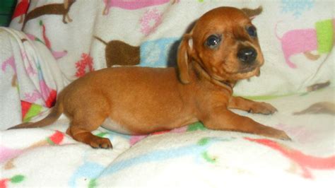 27 Dachshund Puppy For Sale In Ohio Pic Bleumoonproductions