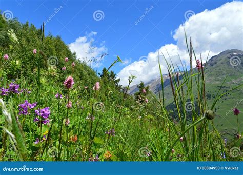 Flowering Alpine Meadows And Mountain Valley Stock Image Image Of