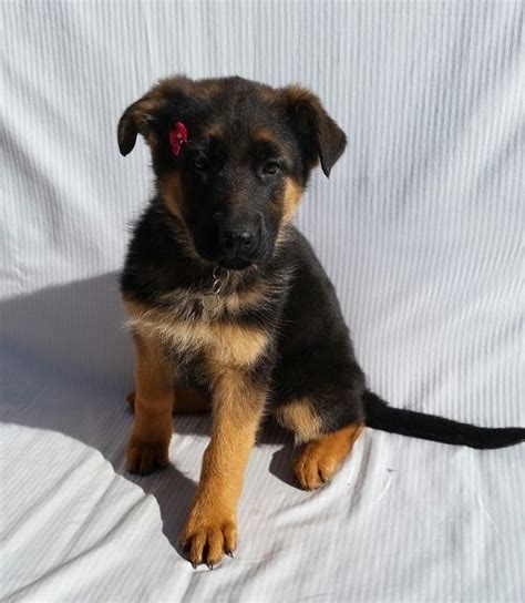 Keep in mind, the gsd has a thirst for training and fulfillment, so continued training with your german shepherd throughout its life will be necessary. German Shepherd Puppies For Sale | Charleston, SC #262208
