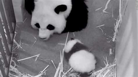 Panda Cam Returns As Government Reopens
