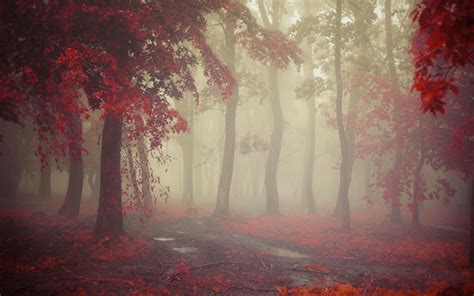 Mist Fall Morning Nature Leaves Red Path Trees Rain Landscape