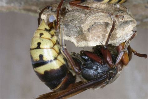Ein hornissennest im garten oder im haus kann zum problem werden. Hornissenkönigin