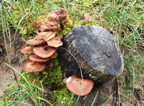 Largo Baywatch Fungi On Tree Stumps