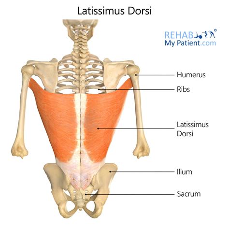 Latissimus Dorsi Nerve Supply Human Anatomy
