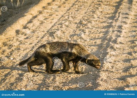 Honey Badger In Kruger National Park South Africa Stock Photo Image