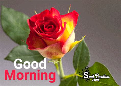 Good Morning  Flower Images Best Flower Site