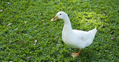Womans Story Of Rescuing An Abandoned Duck Is Melting All Of Our