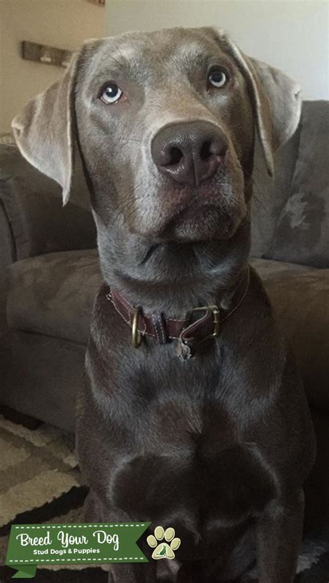 Check out our silver lab puppies selection for the very best in unique or custom, handmade pieces from our shops. Stud Dog - Beautiful Silver Lab for Stud - Breed Your Dog
