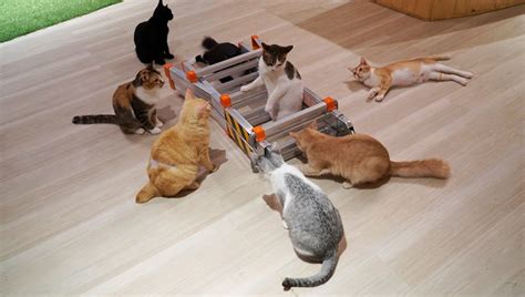 We did not find results for: 8 'Cat Cafe' Paling Unik Di Malaysia Yang Pasti Digilai ...