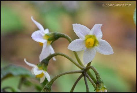 Extremely Beautiful Micro White Flowers With Yellow Center