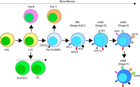 frontiers natural killer cells development maturation and clinical utilization