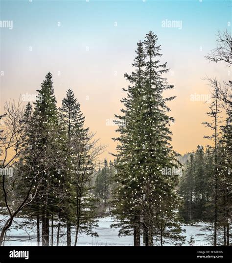 Pine Tree Forest High Resolution Stock Photography And Images Alamy