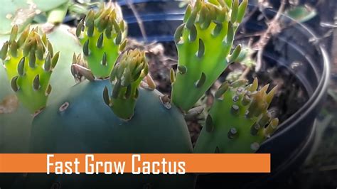 Fast Grow Cactus Leaf How To Grow Cactus From Mother Leaf Youtube