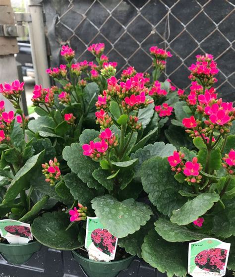 Are there any good fake airpods? Kalanchoe plant for Sale in Houston, TX - OfferUp