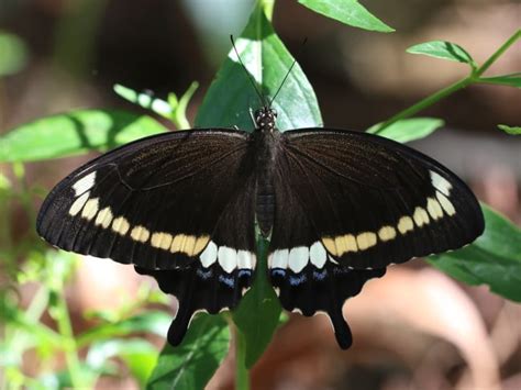 Papilio Fuscus Australian Butterflies
