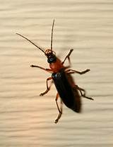 Images of Cockroach Yahoo Answers