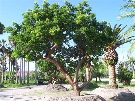 The Gumbo Limbo Tree Is Great For Providing Shade Its Also Known As