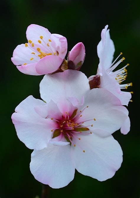 ~~almond Flowers By Lovechildkyoto~~ In 2020 Almond Flower Flower