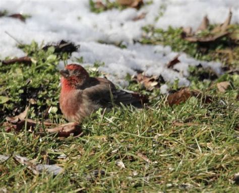 Sick House Finch Conjunctivitis Most Likely Cause Feederwatch