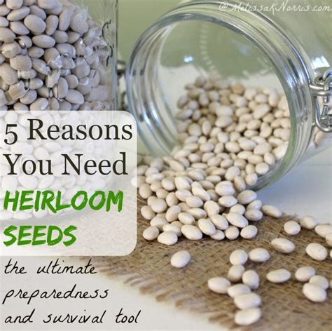 5 Reasons You Need Heirloom Seeds Seed Giveaway