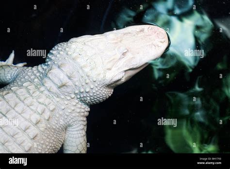 Rare Albino Alligator Alligator Mississippiensis Stock Photo Alamy