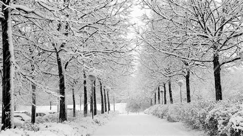 Hd Wallpaper Winter Snow Black And White Branch Frost Tree