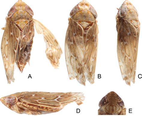 Figure 1 From A New Leafhopper Species Of Maiestas Distant Hemiptera Cicadellidae