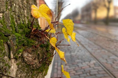 Tree Trunk With Some Yellow Leaves And Railroad Tracks Background Stock