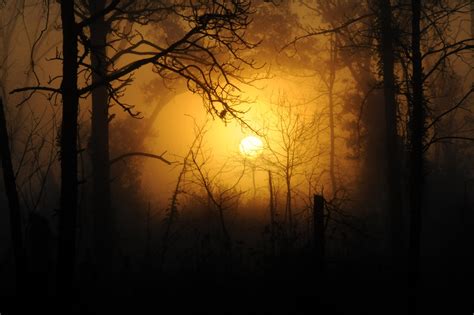 무료 이미지 경치 자연 숲 분기 하늘 목재 태양 안개 해돋이 일몰 밤 햇빛 아침 가을 새벽 분위기